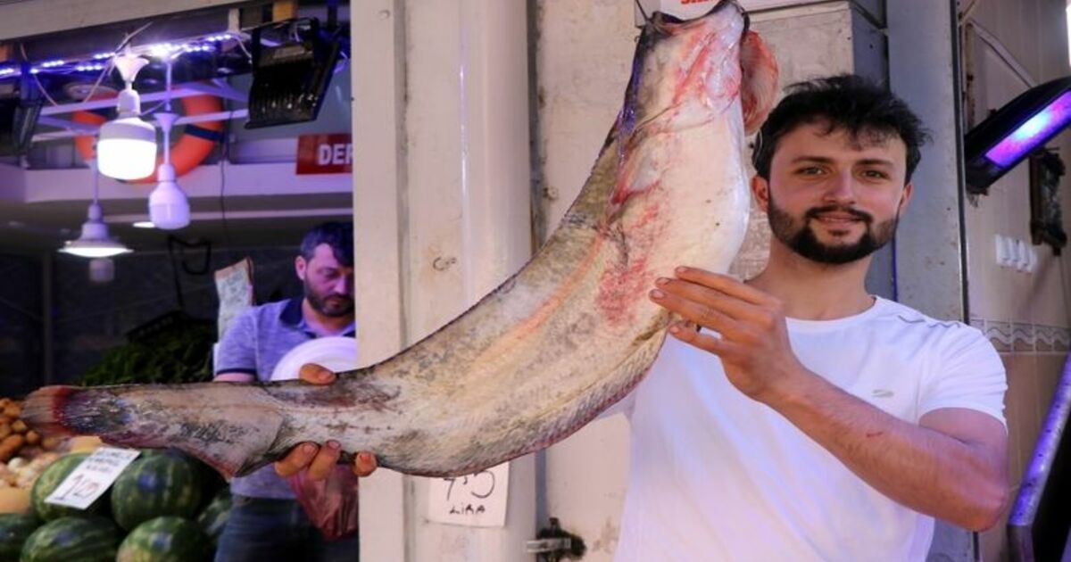 Yasak Bitti, Tatlısu Balıkları Tezgahları Süsledi Vatandaşlar Yayın Ve Sazan Balıklarına İlgi Gösterdi