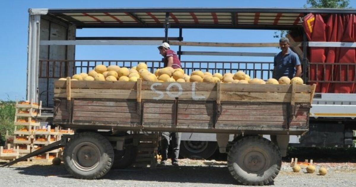 Bafra Ovası'nda Kavun Hasadına Başlandı