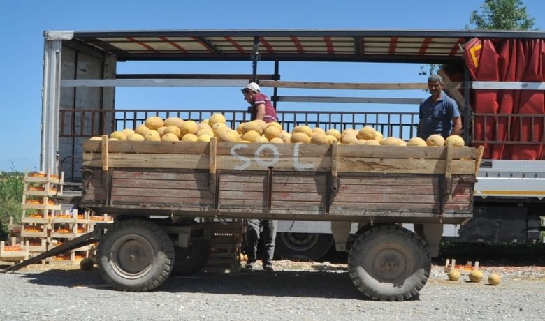 Bafra Ovası'nda Kavun Hasadına Başlandı - Samsun’un Bafra Ovası'nda kavun hasadına başlandı.