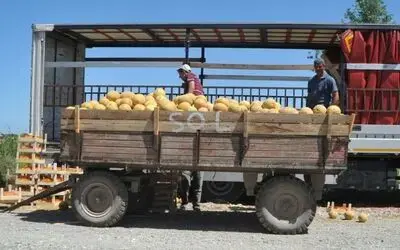 Bafra Ovası'nda Kavun Hasadına Başlandı