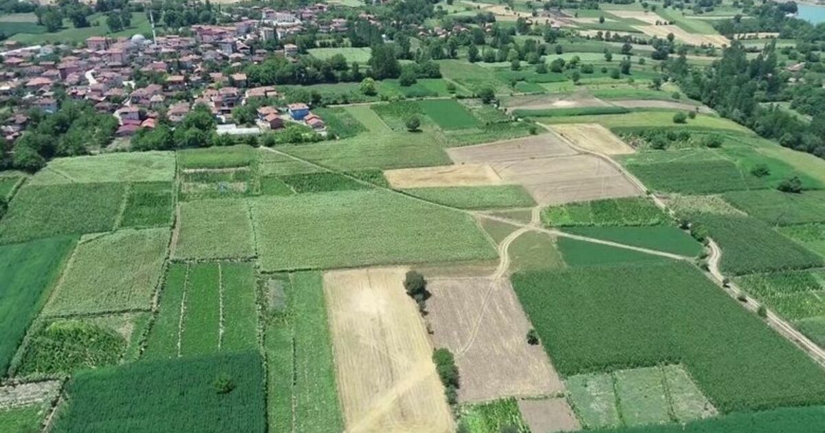 Samsun, Türkiye’nin Sebze Ve Meyve Ambarı Türkiye Çeltik, Soya, Tütün, Kırmızı Pancar, Lahana, Biber, Turp, Patlıcan, Ispanak, Barbunya, Fındık, Kivi Ve Armudunu Samsun’dan Karşılıyor