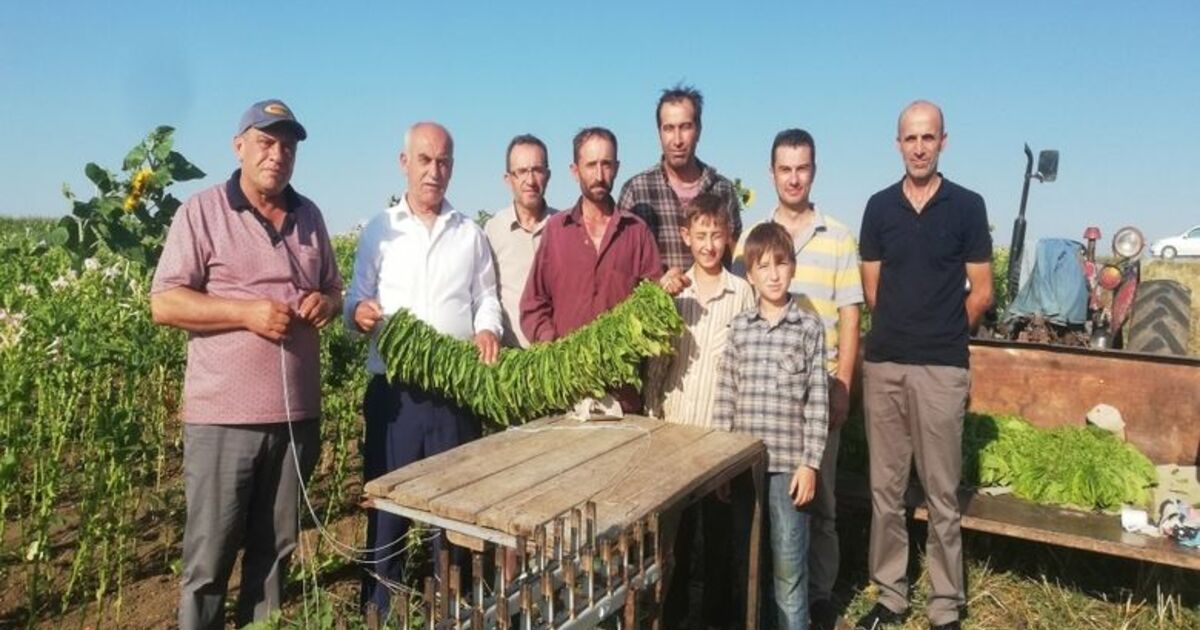 Bafralı Tütün Üreticileri Destek Bekliyor