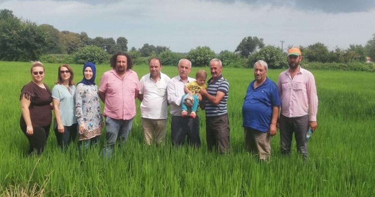 Damlama Sulama İle Çeltik Ekiminde 70 Su Tasarrufu