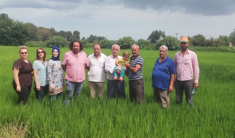 Damlama Sulama İle Çeltik Ekiminde 70 Su Tasarrufu - Samsun’un Bafra ilçesinde 3 mahallede deneme olarak yapılan damlama su ile çeltik ekimleri umut veriyor.