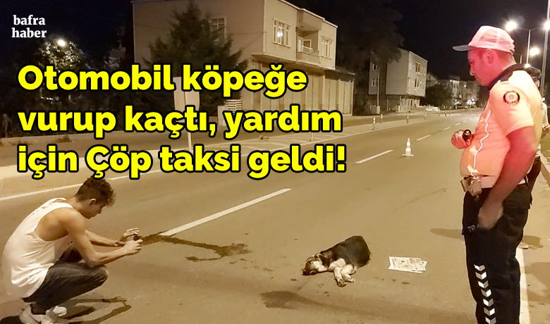 Otomobil Köpeğe Vurup Kaçtı,Yardım İçin Çöp Taksi Geldi! - Samsun’un Bafra  ilçesi Samsun Sinop yolu üzerindemeydana gelen kazada, bir otomobil yolun karşısına geçmeye çalışan köpeğeçarptı. Çarpmanın ardından otomobil sürücüsü olay yerinden kaçtı. Kaza dün gece Samsun Sinop Karayolunda saat 02.30 sıralarında meydana geldi.Edinilen bilgiye göre, sürücüsü ve plakası henüz belirlenemeyen otomobil, yolunkarşısına geçmeye çalışan köpeğe çarptı. Çarpmanın ardından otomobil olayyerinden kaçarken, yaralı köpek can çekişmeye başladı. 