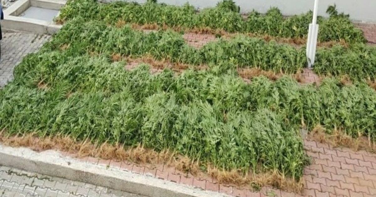 Samsun’da 575 Kök Hint Keneviri Ele Geçirildi
