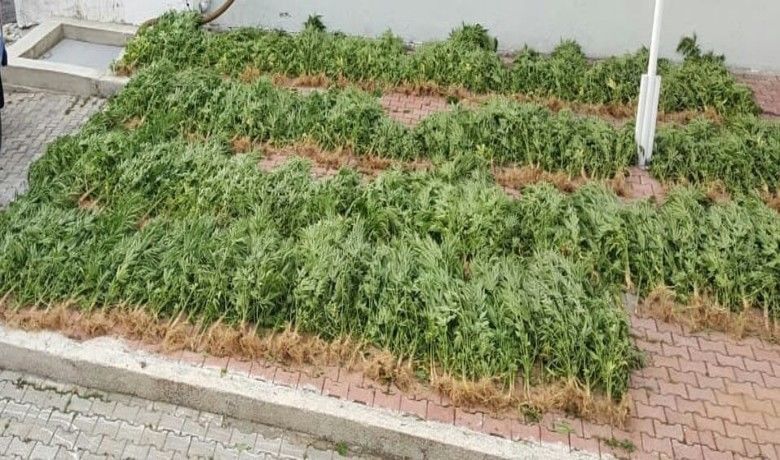 Samsun’da 575 Kök Hint Keneviri Ele Geçirildi - Samsun İl Jandarma Komutanlığınca Alaçam ve Bafra ilçelerine yapılan operasyonda 575 kök Hint keneviri ele geçirilirken olayla ilgili ise 1 kişi tutuklandı.