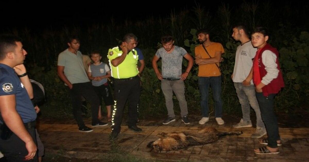 Köpeği Vurup Öldüren Kadın Sürücü Kaçtı