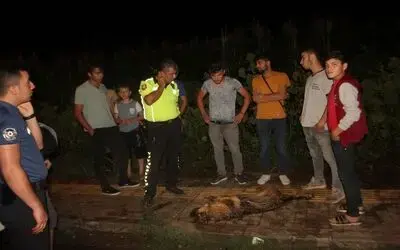 Köpeği Vurup Öldüren Kadın Sürücü Kaçtı