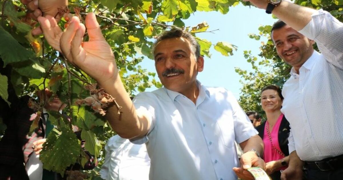 Samsun’da 137 Bin Ton Fındık Rekoltesi Bekleniyor Vali Osman Kaymak Önce Fındık Topladı, Sonra Da Rekoltesini Ölçtü