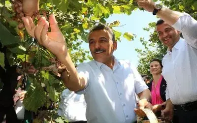 Samsun’da 137 Bin Ton Fındık Rekoltesi Bekleniyor Vali Osman Kaymak Önce Fındık Topladı, Sonra Da Rekoltesini Ölçtü