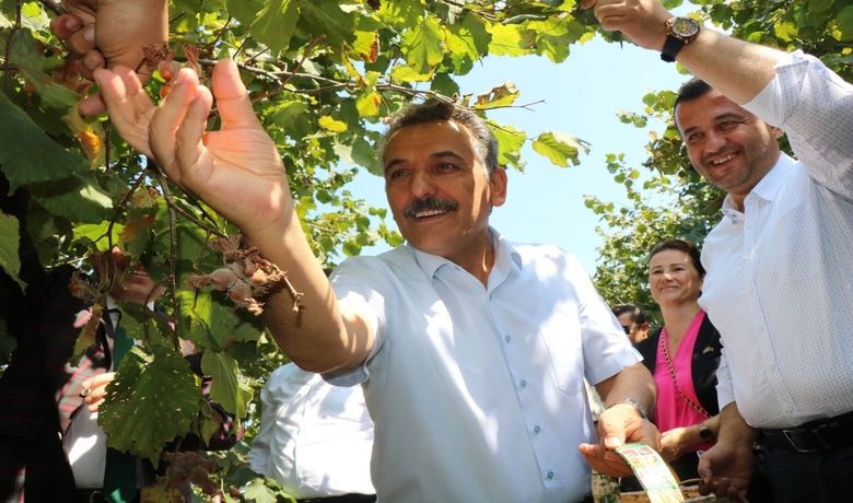 Samsun’da 137 Bin Ton Fındık Rekoltesi Bekleniyor ValiOsman Kaymak Önce Fındık Topladı, Sonra Da Rekoltesini Ölçtü - Samsun Valisi Osman Kaymak, bu sene Samsun’da 137 bin ton civarında fındık rekoltesi beklediklerini ancak bu rekoltenin yüzde 10’luk kısmının afet dolayısıyla kaybedildiğini açıkladı.