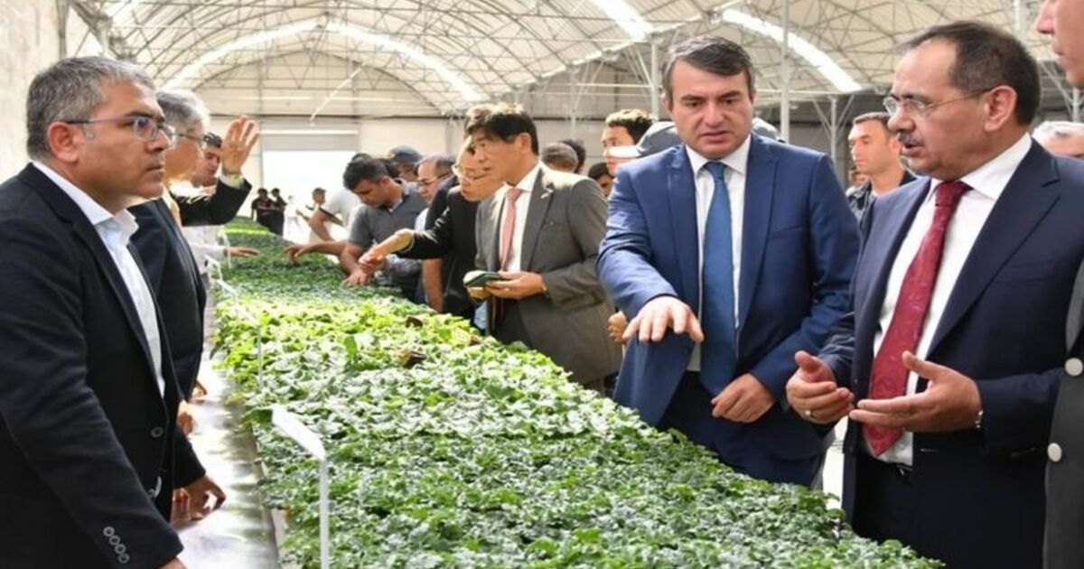 Japonlardan Bafra'ya Tarım Yatırımı Başkan Mustafa Demir: “hedef, Tarıma Dayalı Sanayi”