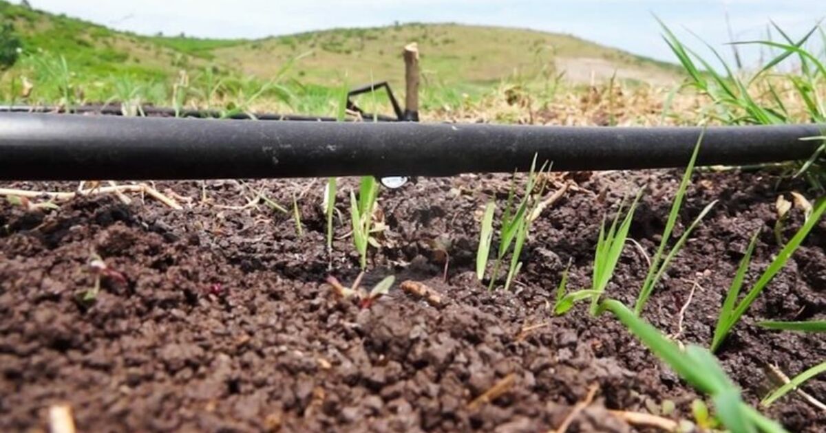 Çeltik Üretiminde Ezber Bozuldu Bafra Ovası'nda Damla Sulama İle Çeltik Üretimine Başlandı