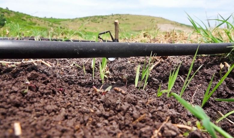 Çeltik Üretiminde Ezber Bozuldu Bafra Ovası'ndaDamla Sulama İle Çeltik Üretimine Başlandı - Samsun'un Bafra Ovası'nda damla sulamayla çeltik üretimine başlandı.