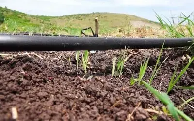 Çeltik Üretiminde Ezber Bozuldu Bafra Ovası'nda Damla Sulama İle Çeltik Üretimine Başlandı