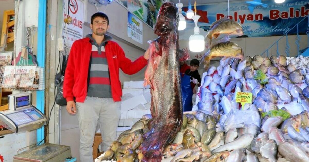 Bu Senenin En Büyük Yayın Balığı Yakalandı 2 Metre 10 Santim Uzunluğundaki Yayın Vatandaşların İlgi Odağı Oldu 4 Bin Liralık Balık