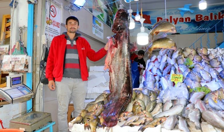 Bu Senenin En Büyük Yayın Balığı Yakalandı 2 Metre 10Santim Uzunluğundaki Yayın Vatandaşların İlgi Odağı Oldu 4 Bin Liralık Balık - Samsun'da sezonun en büyük yayını olarak kayıtlara geçen 2 metre 10 santim uzunluğunda, 130 kilo ağırlığındaki yayın balığı, vatandaşların ilgi odağı oldu.