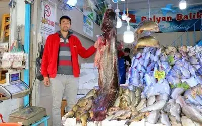 Bu Senenin En Büyük Yayın Balığı Yakalandı 2 Metre 10 Santim Uzunluğundaki Yayın Vatandaşların İlgi Odağı Oldu 4 Bin Liralık Balık