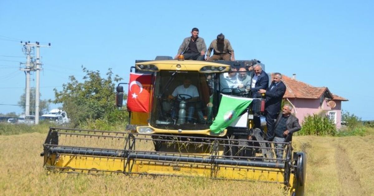Protokol Çeltik Hasadında Bafra'da Çeltik Hasat Etkinliği
