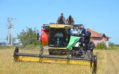Protokol Çeltik Hasadında Bafra'da Çeltik Hasat Etkinliği