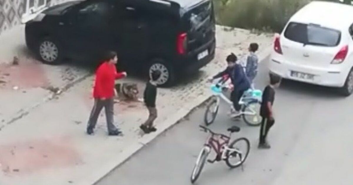 Mahallenin Çocukları Köpeği Barınağa Vermedi