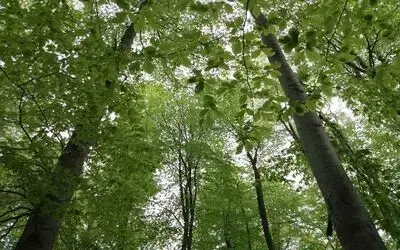 Orman Bölge Müdürlüğünden Samsun’a 50 Milyonluk Yatırım 3,5 Milyon Fidan Üretildi, 5 Milyon Fidanın Da Bakımı Yapıldı
