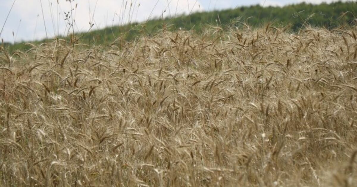 Meyve, Sebze Ve Tohumun Üretim Adresi Samsun Samsun’un Verimli Ovaları Türkiye’yi Doyuruyor