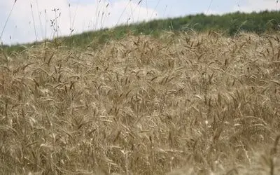 Meyve, Sebze Ve Tohumun Üretim Adresi Samsun Samsun’un Verimli Ovaları Türkiye’yi Doyuruyor