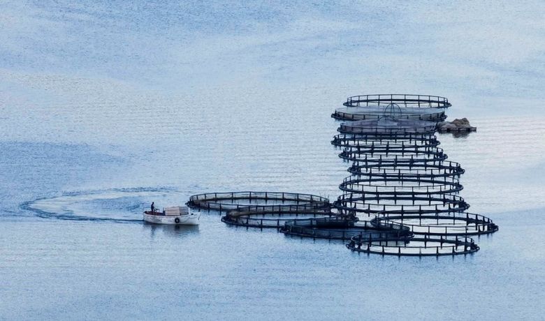Kapıkayafest 2019 Fotomaraton Ödül Töreni - Bafra Belediyesinin ev sahipliğini yaptığı 3.Uluslararası Doğa Sporları ve Kültür Festivali bünyesinde düzenlenen foto safari ödül töreni Cumhuriyet Bayramı kutlamaları kapsamında yapılacak.
