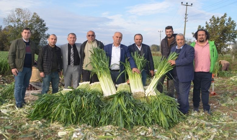 Pırasa Üreticileri Fiyatlardan Memnun Değil - Samsun’un Bafra Ovası’nda kışlık sebze pırasa hasadına başlandı. Üreticiler pırasa fiyatlarının kendilerini tatmin etmediğini söyledi.