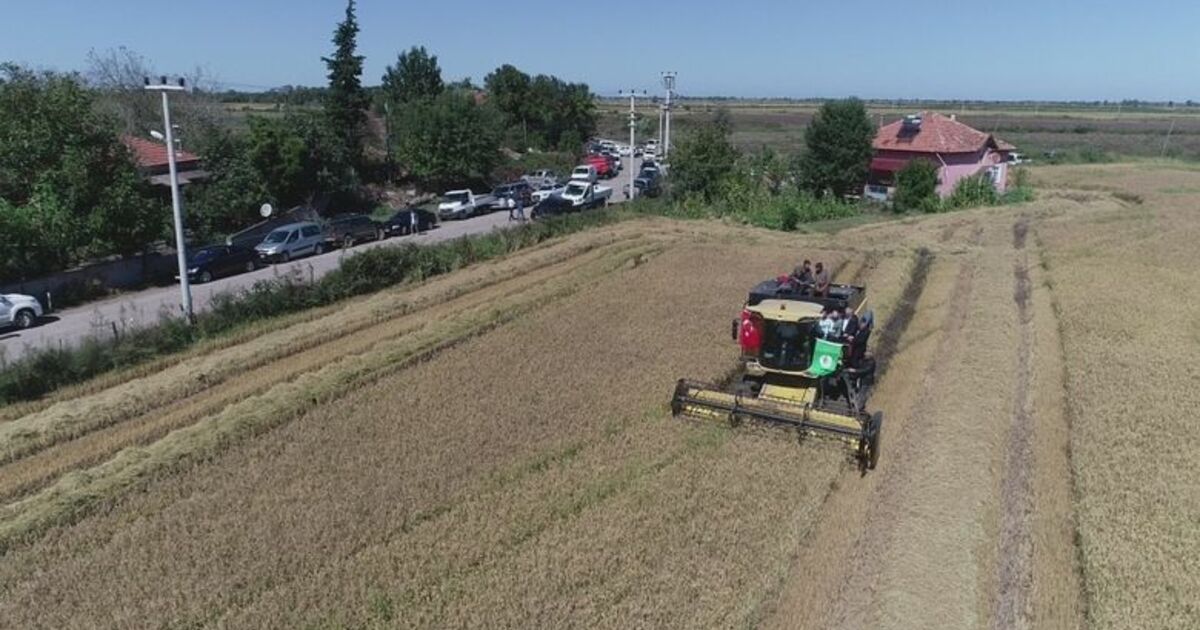 Çeltikte Dane Kaybı Düştü, 2,8 Milyon Tl Kazanç Sağlandı 2019 Yılı Çeltik Hasadı Sonu Değerlendirmesi