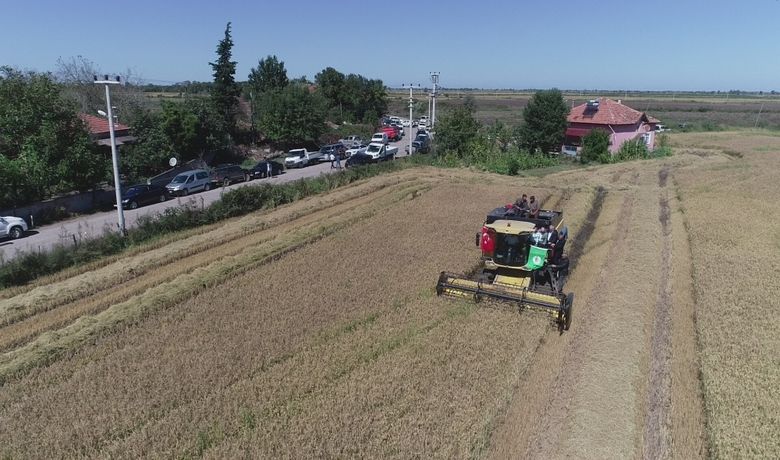 Çeltikte Dane Kaybı Düştü, 2,8 Milyon TlKazanç Sağlandı 2019 Yılı Çeltik Hasadı Sonu Değerlendirmesi - Tarım ve Orman İl Müdür Vekili Bayram Ay, Samsun’da 2019 yılı çeltik hasadında biçerdöverle hasatta müsaade edilen yüzde 2'lik dane kayıp sınıra göre il ekonomisine 2 milyon 822 bin 450 TL kazanç sağlandığını söyledi.
