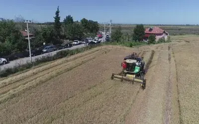 Çeltikte Dane Kaybı Düştü, 2,8 Milyon Tl Kazanç Sağlandı 2019 Yılı Çeltik Hasadı Sonu Değerlendirmesi
