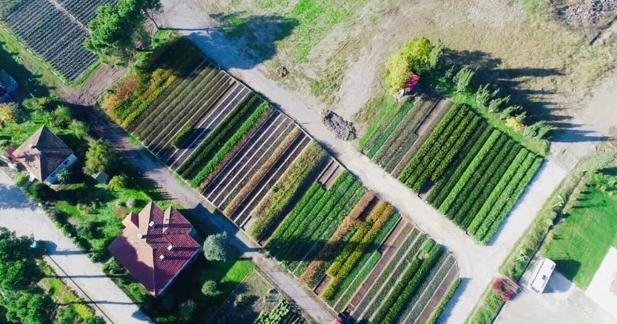 Türkiye'nin Fidanları Samsun'dan Samsun Türkiye'yi Yeşillendiriyor