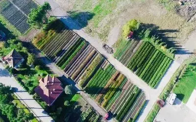 Türkiye'nin Fidanları Samsun'dan Samsun Türkiye'yi Yeşillendiriyor