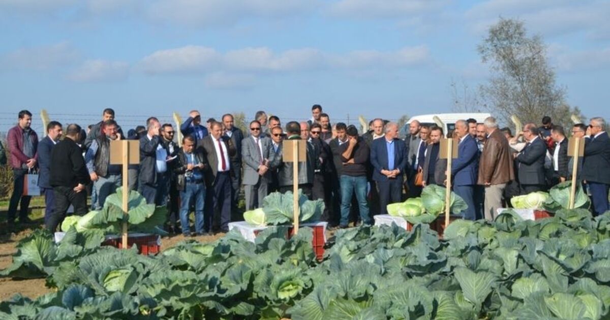 Tarla Gününde ‘yerli Ve Milli Lahana’ Çeşitleri Tanıtıldı
