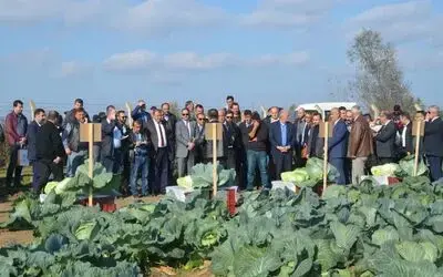 Tarla Gününde ‘yerli Ve Milli Lahana’ Çeşitleri Tanıtıldı