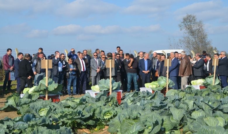 Tarla Gününde ‘yerli VeMilli Lahana’ Çeşitleri Tanıtıldı - Samsun’un Bafra ilçesinde, Karadeniz Tarımsal Araştırma Enstitüsü Müdürlüğü bünyesinde 21 yıl önce başlatılan 'Yerli Hibrit Beyaz Baş Lahana Tohum Üretimi Projesi’nde elde edilen lahana çeşitleri üreticilere tanıtıldı.
