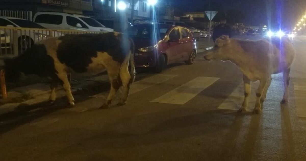 Aniden Yola Çıkan İnek Kazaya Yol Açtı