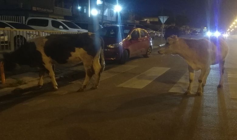 Aniden Yola Çıkan İnek Kazaya Yol Açtı - Samsun'un Bafra ilçesinde aniden yola çıkan ineğe çarpan hafif ticari araçta maddi hasar meydana geldi.