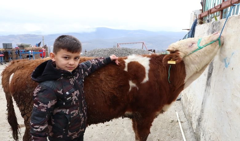 'Ay-yıldızlı' Boğa Boğanın Sırtındaki'Ay-yıldız' Deseni, Görenleri Şaşırtıyor