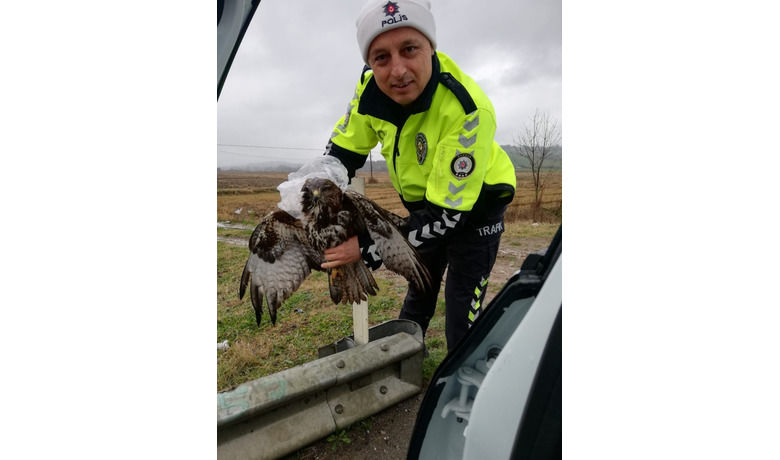 Trafik Ekiplerinin Hayvan Sevgisi - Samsun Bafra Bölge Trafik ekiplerinin yol kenarında yaralı halde bulduğu yırtıcı kuş doğan, Doğa Koruma ve Milli Parklar Şefliğine teslim edildi.