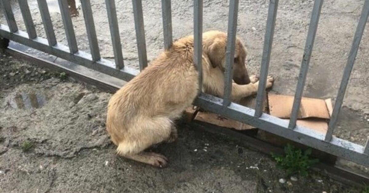 Demir Parmaklıklara Sıkışan Köpeği Trafik Ekipleri Kurtardı