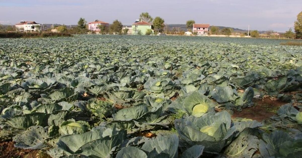 Karadeniz'in Gıda Ambarı Samsun Samsun Bazı Meyve Ve Sebze Üretiminde İlk Sıralarda Yer Alıyor