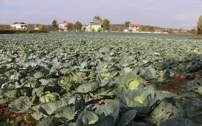 Karadeniz'in Gıda Ambarı Samsun Samsun Bazı Meyve Ve Sebze Üretiminde İlk Sıralarda Yer Alıyor