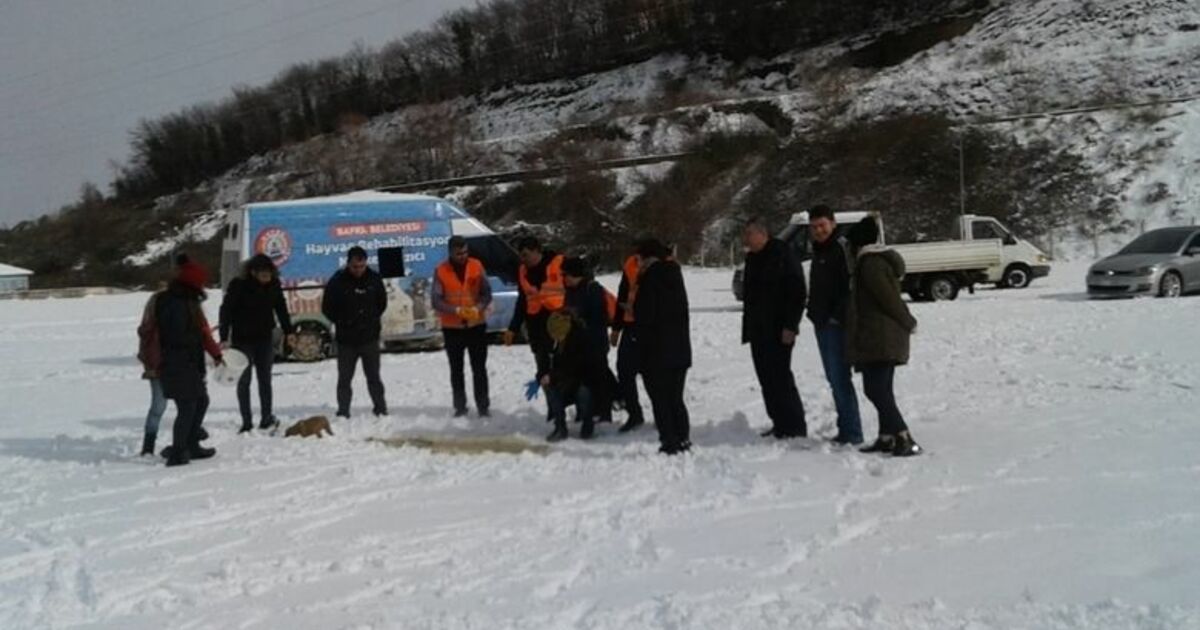 Bafra'da Sokak Köpekleri Unutulmadı