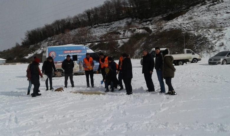 Bafra'da Sokak Köpekleri Unutulmadı - Samsun'un Bafra ilçesinde hayvanseverler sokak hayvanlarını unutmadı.