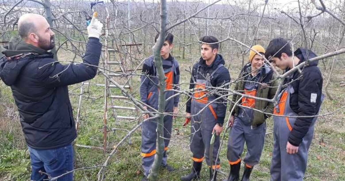 Tarım Meslek Lisesi Öğrencileri Okulun Meyve Ağaçlarını Budadı