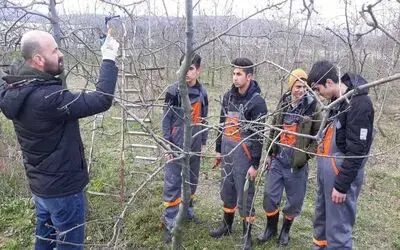 Tarım Meslek Lisesi Öğrencileri Okulun Meyve Ağaçlarını Budadı